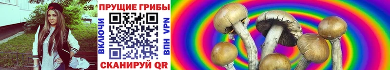 Купить где  Рославль  Псилоцибиновые грибы Cubensis 
